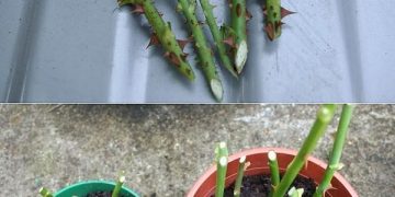 Der einfache Weg, Hunderte von Rosen aus einem einzigen Stängel zu züchten