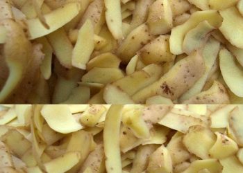 Kartoffelschalen, nicht wegwerfen: Sie sind „Gold wert“ | Geben Sie sie in ein Glas mit kochendem Wasser | Man kann damit alles machen!