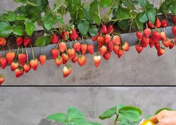 Erstellen Sie einen hängenden Erdbeergarten mit nur einer Pfeife und zwei geheimen Zutaten