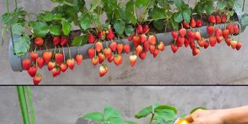 Erstellen Sie einen hängenden Erdbeergarten mit nur einer Pfeife und zwei geheimen Zutaten