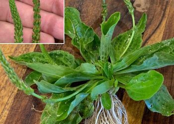 Breitblättriger Wegerich: Heilkraut der Natur entdeckt