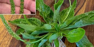 Breitblättriger Wegerich: Heilkraut der Natur entdeckt