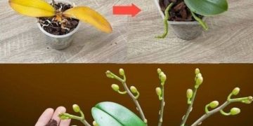 Nur ein Teelöffel, und plötzlich blüht die Orchidee auf wundersame Weise mit vielen Blumen