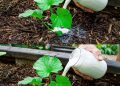 Natürlicher organischer Dünger, der die Entwicklung Ihrer Pflanze beschleunigt