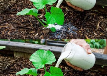 Natürlicher organischer Dünger, der die Entwicklung Ihrer Pflanze beschleunigt