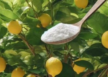 Verwenden Sie Backpulver, um 10 große Gartenprobleme zu lösen