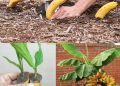 Vergrabe eine Banane in der Erde: Es ist erstaunlich, was nach 7 Tagen passiert