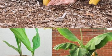 Vergrabe eine Banane in der Erde: Es ist erstaunlich, was nach 7 Tagen passiert