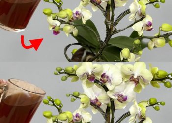 Nie mehr Orchideen mit Wasser gießen: Gießen Sie sie damit für eine spektakuläre Blüte
