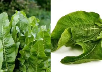 Die bemerkenswerten Vorteile von Meerrettichblättern: Ihr Leitfaden für Wohlbefinden und kulinarische Kreativität