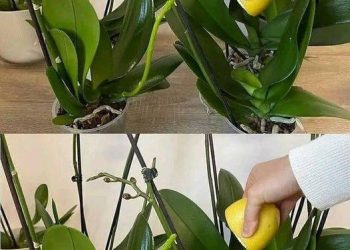 So retten Sie eine verwelkte oder beschädigte Orchidee