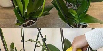 So retten Sie eine verwelkte oder beschädigte Orchidee