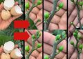Nur so blüht Ihre Orchidee das ganze Jahr: So üppig wie noch nie gesehen