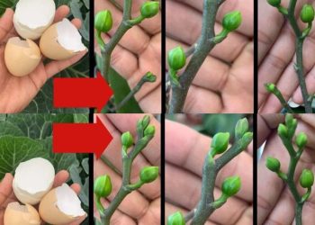 Nur so blüht Ihre Orchidee das ganze Jahr: So üppig wie noch nie gesehen