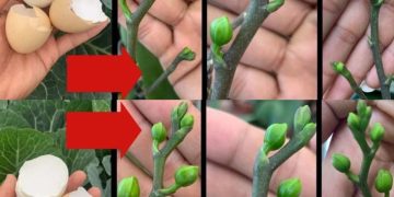 Nur so blüht Ihre Orchidee das ganze Jahr: So üppig wie noch nie gesehen