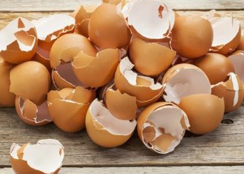 Eierschale: ein unerwarteter Helfer im Garten