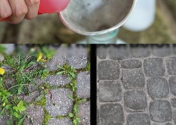 Unkultivierter Garten, nur mit dieser Zutat beseitigen Sie jegliches Unkraut und Sträucher