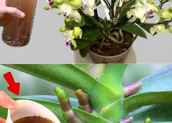 Nie mehr Orchideen mit Wasser gießen: Gießen Sie sie damit für eine spektakuläre Blüte