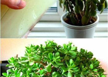 Winterfütterung des Geldbaumes, die die Pflanze stark macht und die Blüte anregt