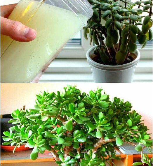 Winterfütterung des Geldbaumes, die die Pflanze stark macht und die Blüte anregt