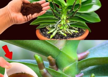 Wenn Sie dies auf der Orchidee verteilen, werden Sie nie damit aufhören