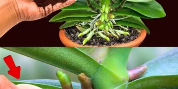 Wenn Sie dies auf der Orchidee verteilen, werden Sie nie damit aufhören