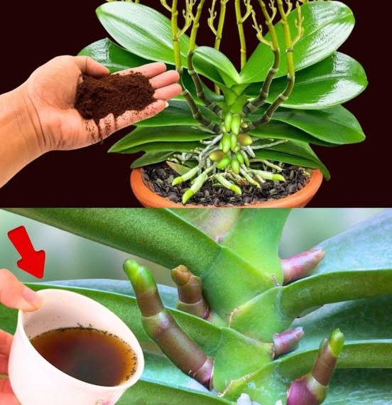 Wenn Sie dies auf der Orchidee verteilen, werden Sie nie damit aufhören