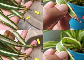 Warum werden die Blattspitzen der Grünlilie braun? Ursachen und Lösungen