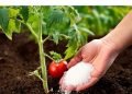 Die 8 besten Düngemittel für Ihre Tomaten, damit sie wachsen wie nie zuvor