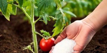Die 8 besten Düngemittel für Ihre Tomaten, damit sie wachsen wie nie zuvor