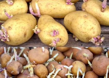 Der geniale Tipp, um das Keimen von Kartoffeln zu Hause zu verhindern