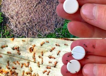 Ameisenfalle: Wie man Ameisen für immer loswird, ohne Pestizide zu verwenden