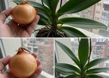 1 Zwiebel reicht! Und die Orchidee blüht das ganze Jahr über ununterbrochen