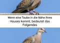 Eine Taube in der Nähe des Hauses: spirituelle Bedeutung und Gründe für ihre Anwesenheit…
