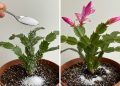Herbsterwachen: Mit einem kleinen Geheimnis den Zimmerblumen Leben einhauchen