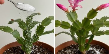 Herbsterwachen: Mit einem kleinen Geheimnis den Zimmerblumen Leben einhauchen