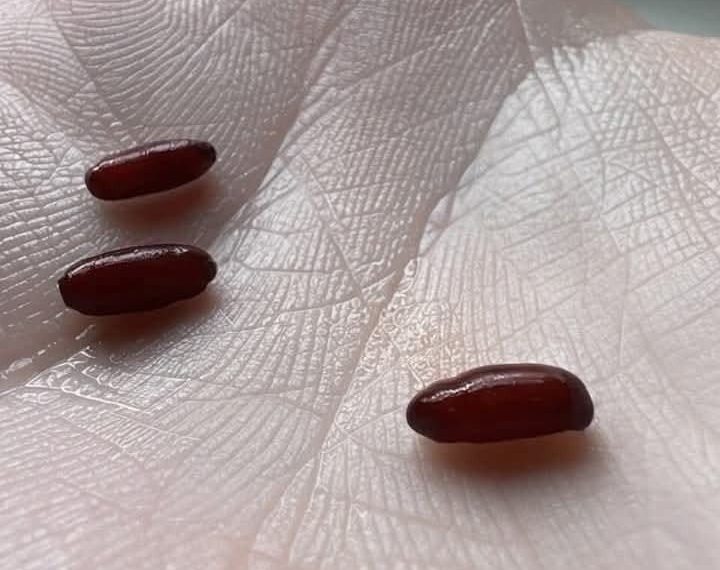 Ich habe gerade dieses Zeug auf meinem Bett gefunden, es macht mir ein bisschen Angst, was ist das?