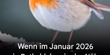 Wenn Sie in der Nähe Ihres Hauses ein Rotkehlchen sehen