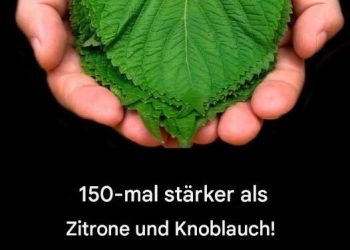 150-mal stärker als Zitrone und Knoblauch!