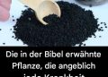 Die Heilpflanze aus der Bibel: Ein zeitloses Heilmittel