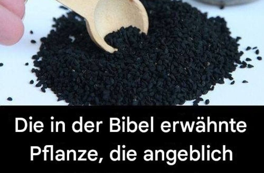 Die Heilpflanze aus der Bibel: Ein zeitloses Heilmittel
